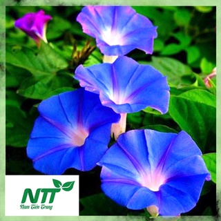 Hạt giống hoa bìm bìm tn