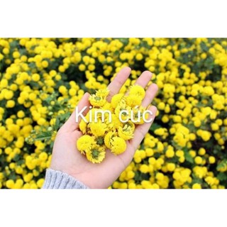 10 cây giống hoa kim cúc