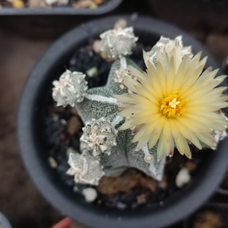 Xương rồng Nàng Gạo - Astro Fukuryo  - Da xanh/da cám