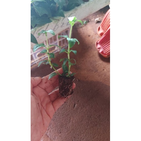 cây giống hoa lồng đèn búp bê
