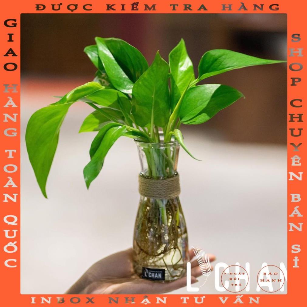 Lọ hoa mini thủy tinh / Bình cắm hoa thủy tinh tặng kèm dây dừa trang trí duongmy