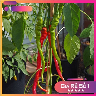 Hạt giống ớt tóc dài hair pepper chilli)