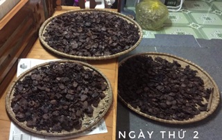 HÀ THỦ Ô ĐỎ CHẾ ĐỖ ĐEN