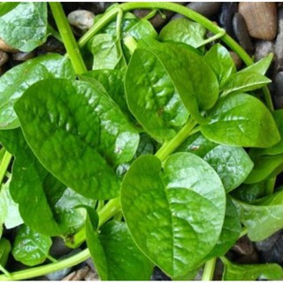 10 hạt rau mồng tơi