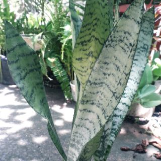 Cây lưỡi hổ cao sọc xanh