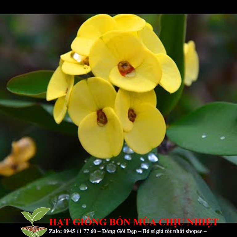 Xương rồng bát tiên 20 hạt ĐẾN MÙA TRỒNG TẾT