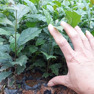 COMBO 20 cây tặng 2 cây xạ đen