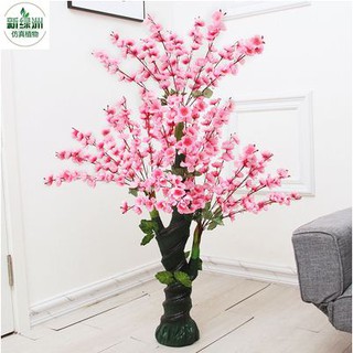 Cây Hoa Anh Đào Cao 1m3