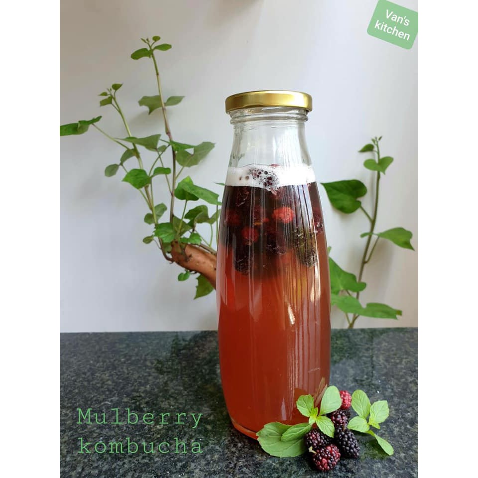 Nấm Kombucha/scoby kèm nước mồi | BigBuy360 - bigbuy360.vn