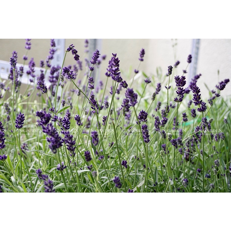 Lavender Costa - Cây Hoa Oải Hương Tím Và Hướng Dẫn Cách Chăm Tại Jun Garden