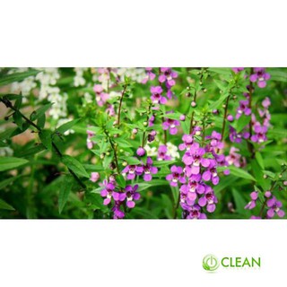 Hạt Giống Hoa Ngọc Hân - Hoa Bâng Khuâng 10 Hạt