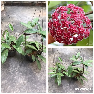 combo 2 giò hoa lan cẩm cù đỏ