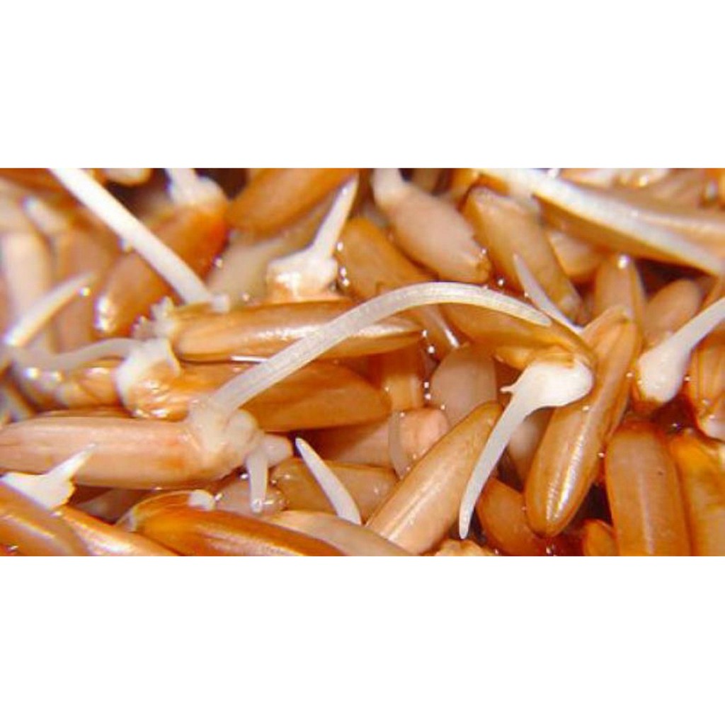 Gạo Mầm Vibigaba thường 1kg Bao Bì Mới