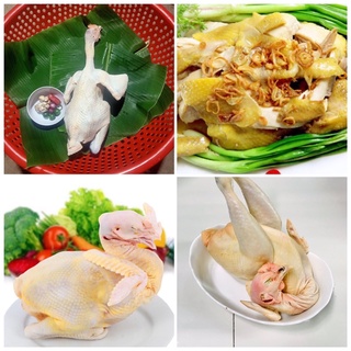 Gà Ta Bến Tre Nguyên Con Gà Vườn 100% | Giao Siêu Tốc HCM