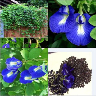 Hạt giống hoa đậu biếc hoa cánh đơn - 1 gói 20 hạt