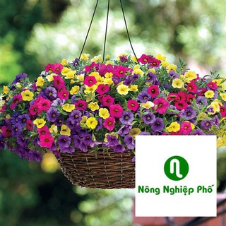 gói 100 hạt giống hoa triệu chuông nhiều màu PHUNONG