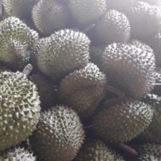 Sầu riêng cơm Bến Tre