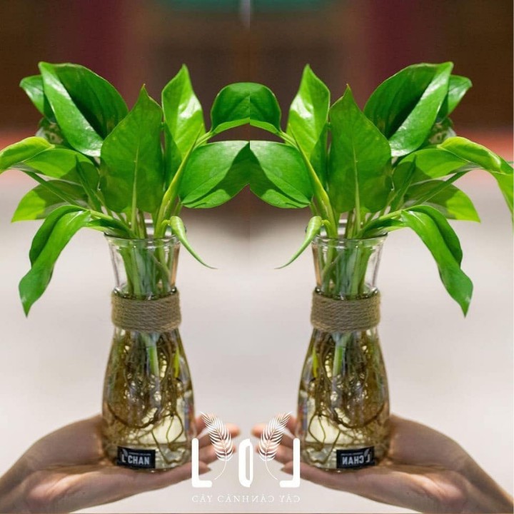 Bình Thủy Tinh ♥ Trồng Cây ♥ loại: Loe; Eo: Vuông; Nón [RẺ VÔ ĐỊCH]
