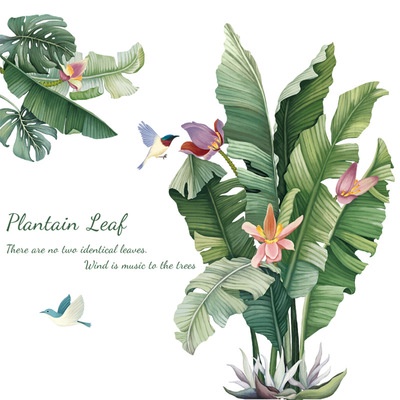 Decal dán tường cây chuối phong cách Bắc Âu