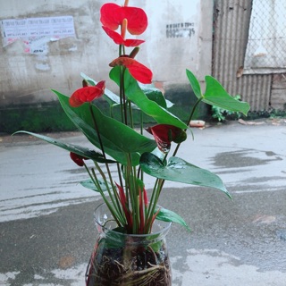 Chậu Hồng Môn Thuỷ Sinh