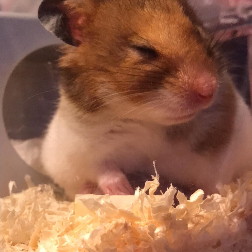 Lót chuồng cho hamster, sóc, bọ, nhím Mùn cưa nén 1kg