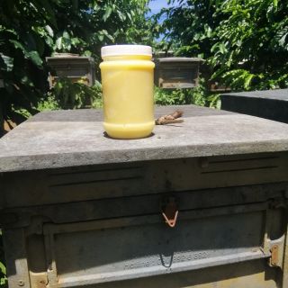 Comebo 10ky sữa ong chúa