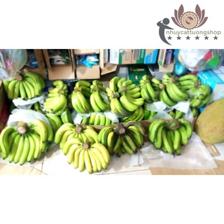 Chuối laba Đà Lạt thơm ngon dẻo bùi, hảo hạng