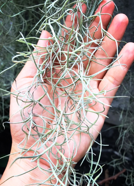 Cây không khí tóc tiên -Tillandsia usneoides——-sale——