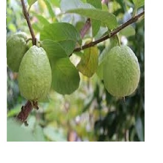 CÂY GIỐNG ỔI NỮ HOÀNG SIÊU NGON SIÊU QUẢ- CAM KÊT GIỐNG CHUẨN F1
