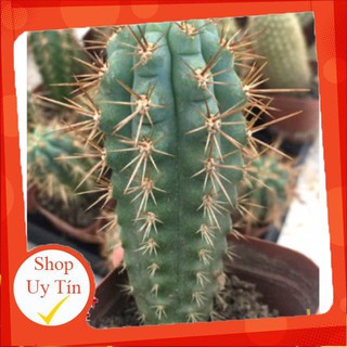Xương rồng trụ xanh gai cứng🍏 |FREESHIP| 🔥 XỨ NÓNG, ĐÃ THUẦN KHÍ HẬU, KHOẺ ĐẸP 🍏 LỖI 1 ĐỔI 1