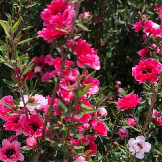 Cây hoa nhất chi mai Đà Lạt - Cây có hoa đẹp nhiều màu
