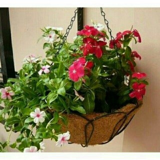 Chậu Hoa Dừa Cạn Dễ Trồng Nhiều Màu