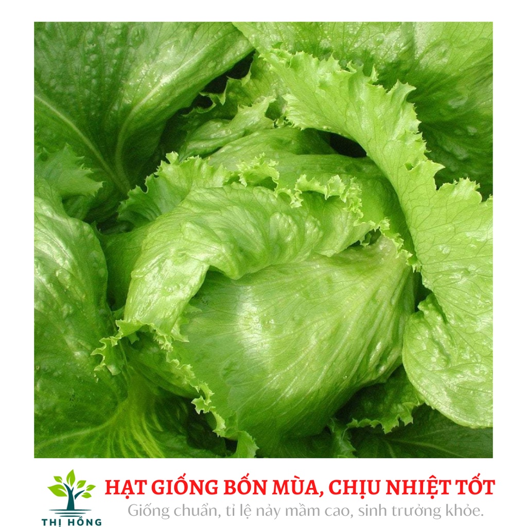 Hạt giống xà lách Minito 2g (giống Nhật Bản, cuộn chặt, ăn rất giòn, ngọt)