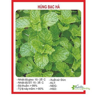 0.1g Hạt giống Húng bạc hà (húng lủi) (tặng gói Kích nẩy mầm và Hướng dẫn) XTRA