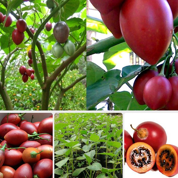 Hạt giống cà chua thân gỗ tamarillo 10 hạt - TẶNG 5 viên nén ươm hạt giống - HG1