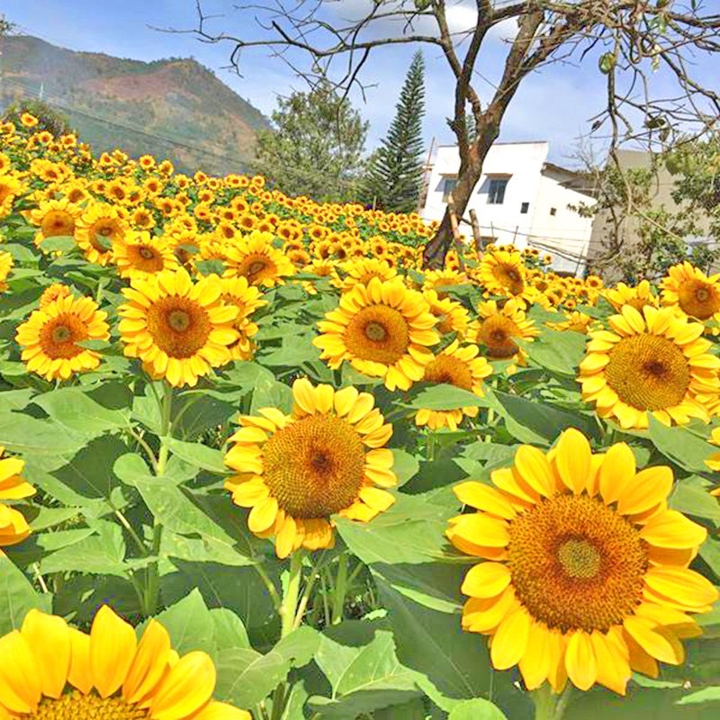 30H - HẠT GIỐNG HƯỚNG DƯƠNG KHỔNG LỒ 20 - 40cm LẤY HẠT(NK Đức)