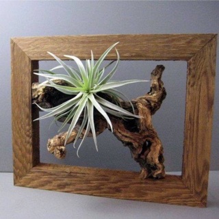 Cây không khí Tillandsia capitata