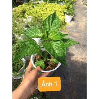 Cây giống ớt Carolina siêu cay (ảnh 1)