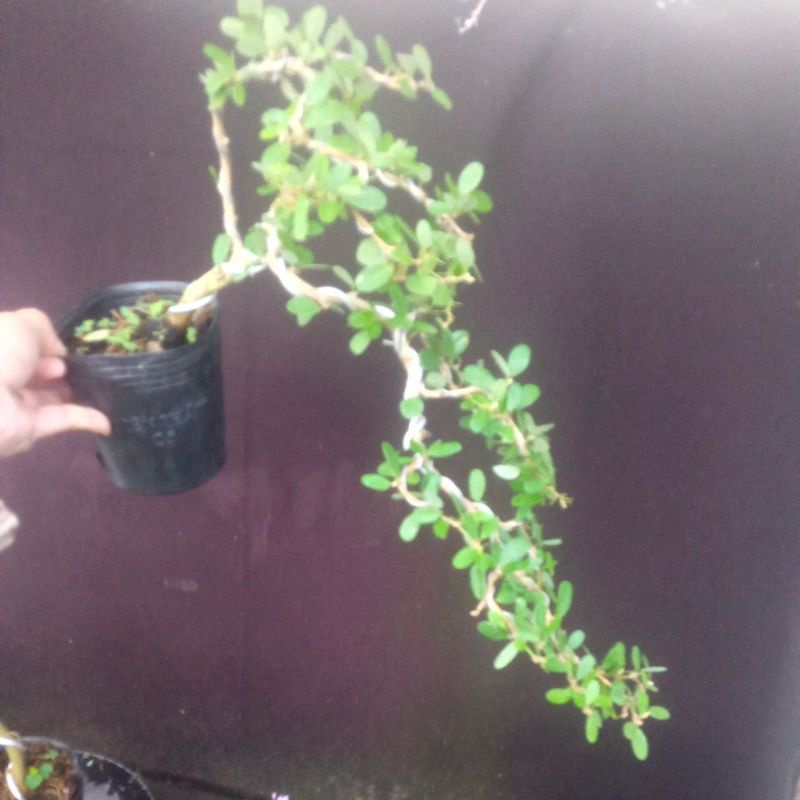 Cây linh sam hồng phấn