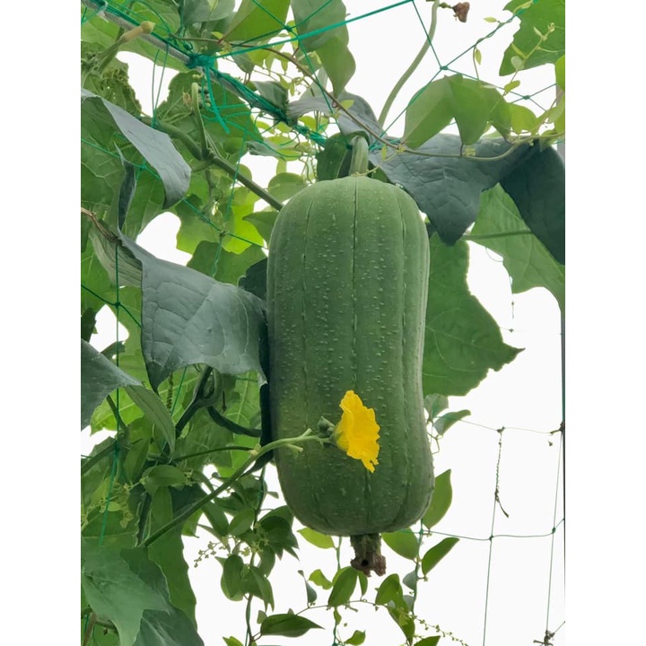 Hạt giống mướp hương khổng lồ (Mướp béo đài loan) nhập Thái lan nguyên gói (Sponge Gourd)