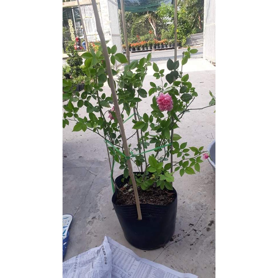Hoa Hồng Cổ Sapa