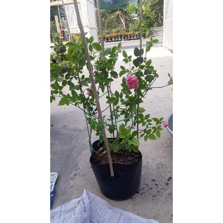 Hoa Hồng Cổ Sapa