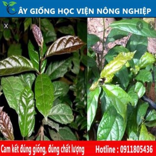Sản phẩm Cây Ăn Trái cây xạ đen to cây giống chuẩn