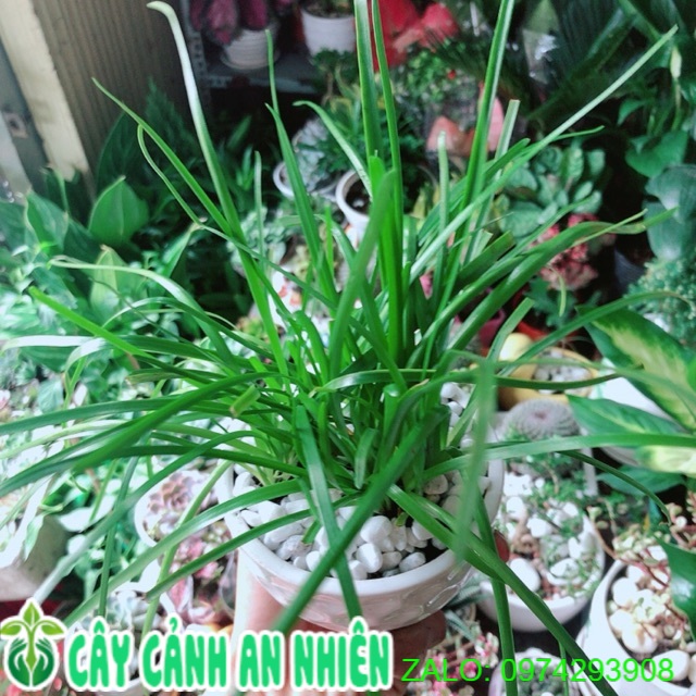 Chậu Cây Tóc Tiên