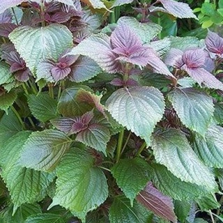 Hạt giống rau tía tô lá to Lucky seeds