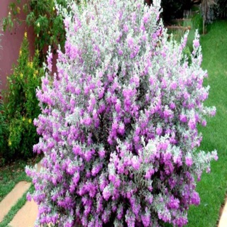 Cây hoa tuyết sơ phi hồ- Hoa đẹp trang trí sân vườn- Decor- Phong thuỷ- Cây hoa kiểng Đồng Tháp