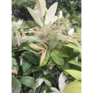 Cây giống hạt dẻ Chestnut Trùng Khánh