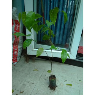 Cây sao đen, chiều cao từ 50cm (FreeShip)
