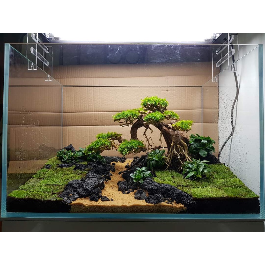 Lũa Bonsai Trang Trí Bể Cá Cảnh, Bể Thủy Sinh Dáng Cây Cổ Thụ Cho Bể Cá