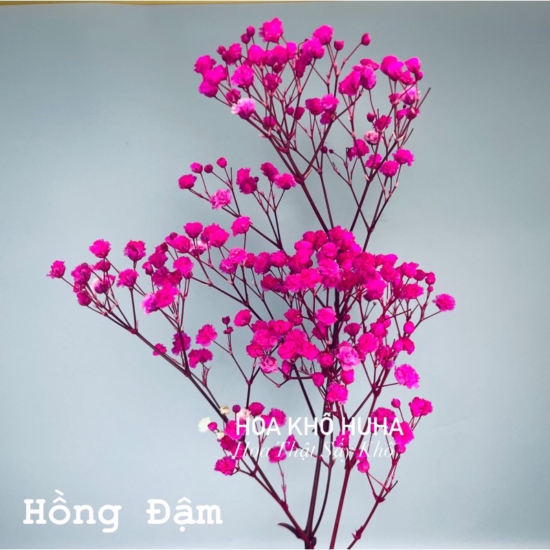 Hoa Baby Khô Quà Tặng Hoa Khô, Decor Trang Trí Hoa Khô HuHa